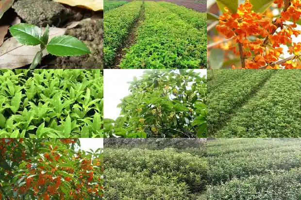 盆栽桂花苗怎样生根1682986650079