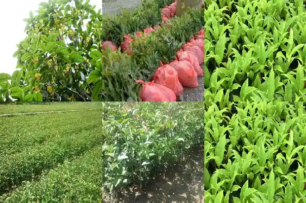 怎样选购桂花树苗1682986763377