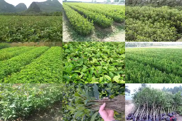 怎样选购桂花树苗1682986763425