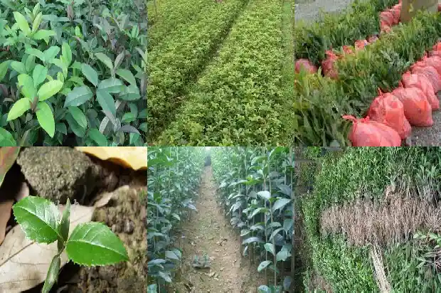 怎样选购桂花树苗1682986763519