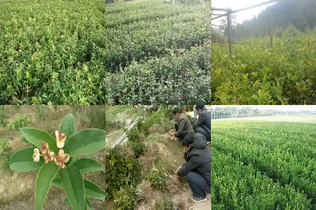 桂花树季节变化1682986932204