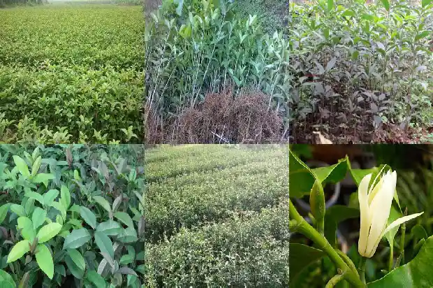桂花树批发价多少钱1689838199999