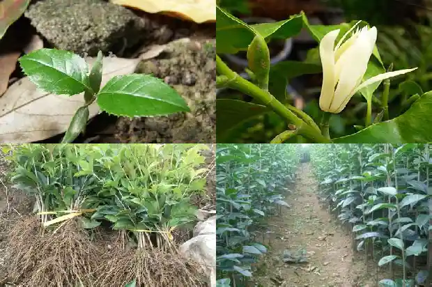 桂花树季节变化1682986932299