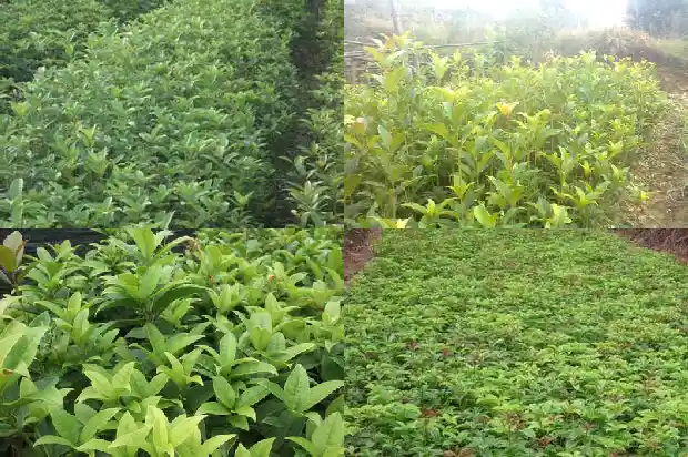 四季桂花有几个颜色1682987012414