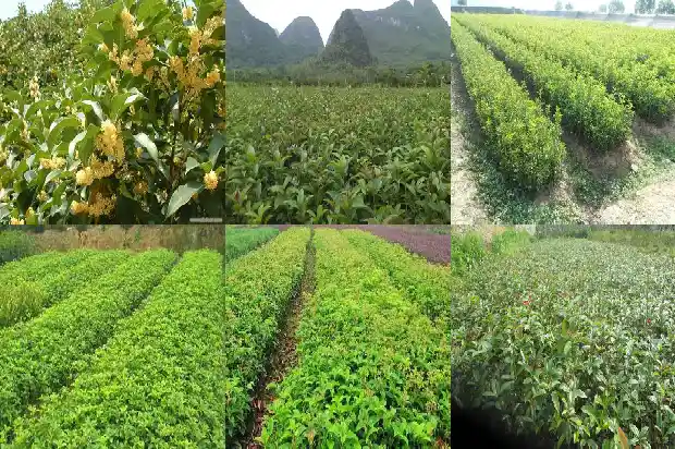 四季桂花有几个颜色1682987012462