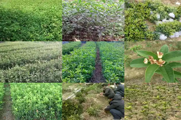 怎样形容桂花1682987173196