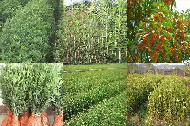 桂花树苗采购电话地址查询1682987311200