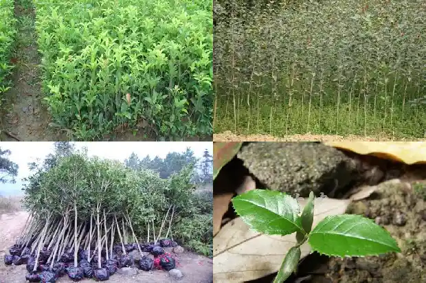 正宗桂花树苗品种1682987396748