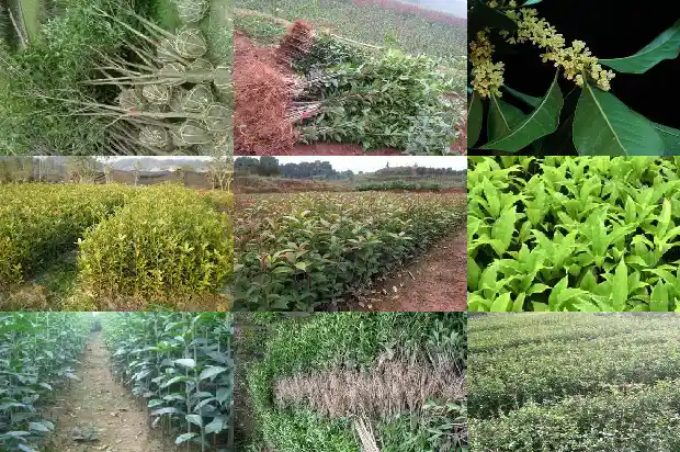 桂花树怎样育苗与培育1682987457716