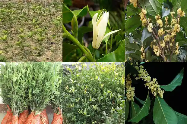 桂花树怎样育苗与培育1682987457763