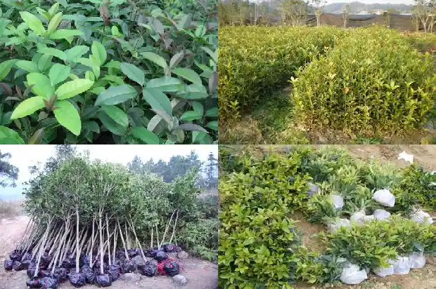 桂花树种子繁殖方式1682987520149
