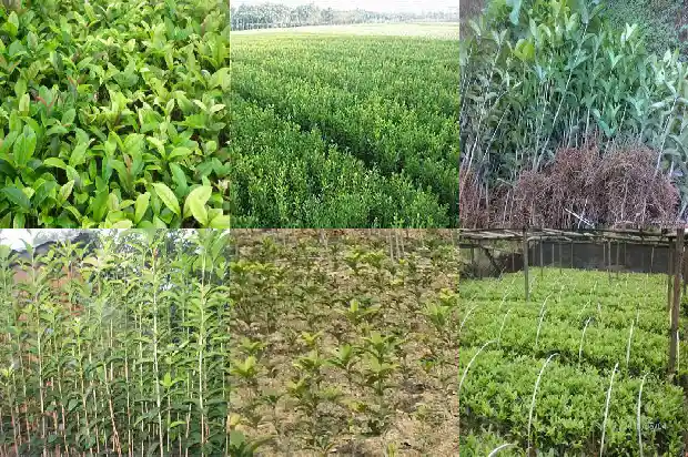 桂花树种子繁殖方式1682987520197