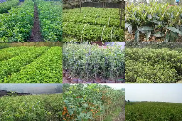 桂花树种子繁殖方式1682987520245