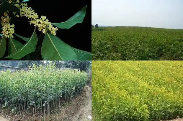 桂花茶搭配什么花茶1689035448932