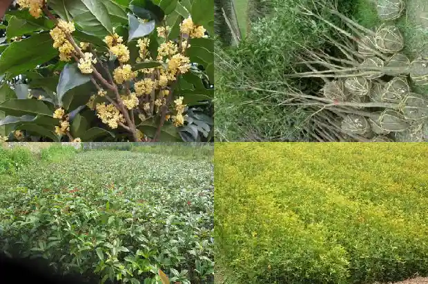 桂花树种子育苗时间多长1682987583714