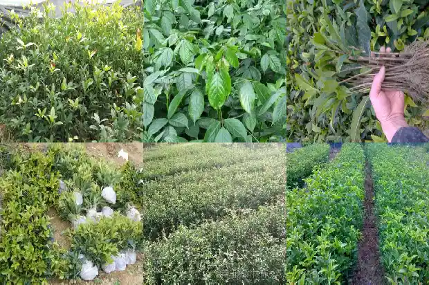 桂花详细资料1682987706983