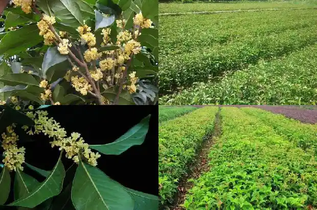 桂花详细资料1682987707031