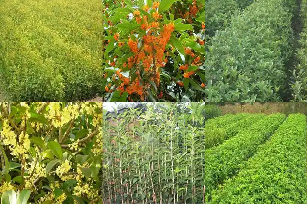 桂花详细资料1682987707079
