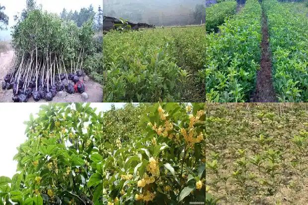 桂花详细资料1682987707125