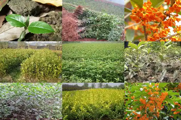 桂花批发市场地址1682987761738