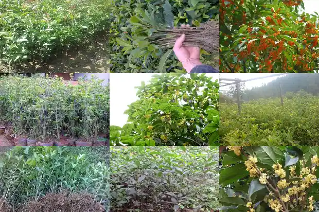 桂花批发市场地址1682987761786