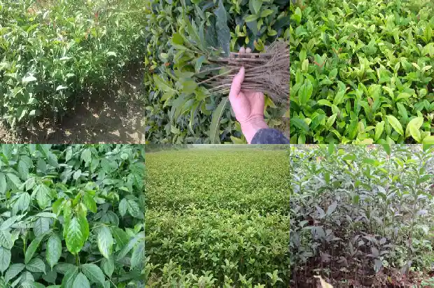 桂花批发市场地址1682987761881