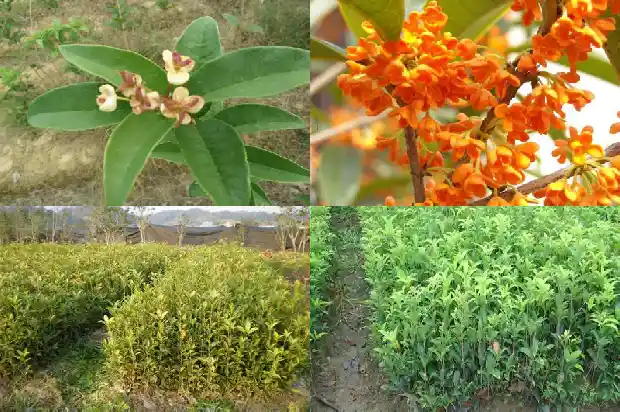 自制桂花茶1682987828906