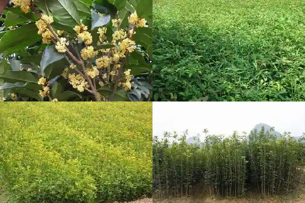 盆景桂花树专用肥1682987866977