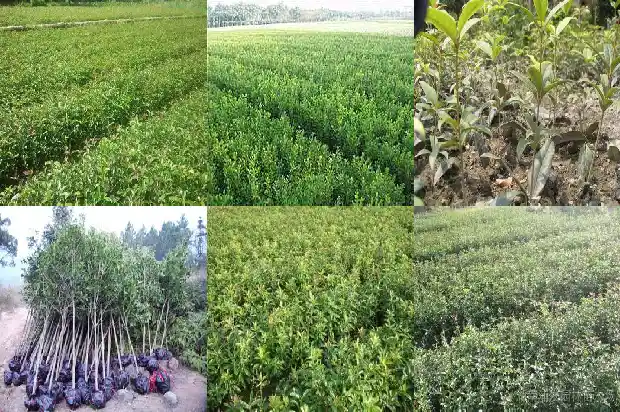 桂花树怎样做成盆景1682987905611