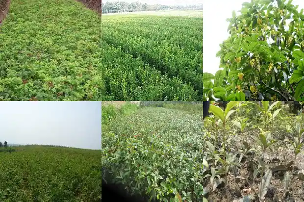 老根桂花盆景1682987944062