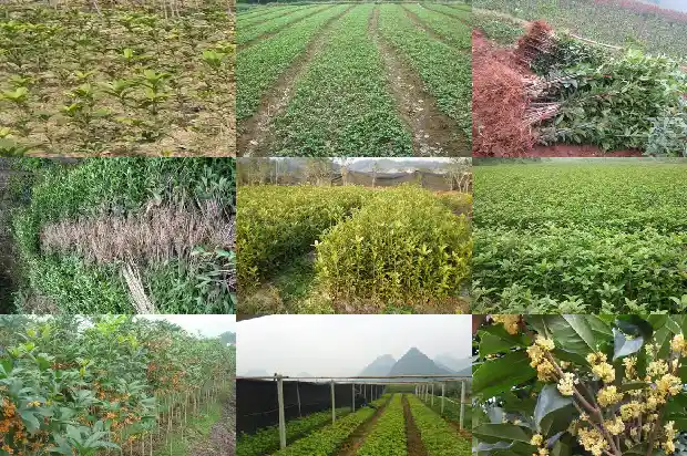 老根桂花盆景1682987944109
