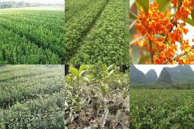 老根桂花盆景1682987944157