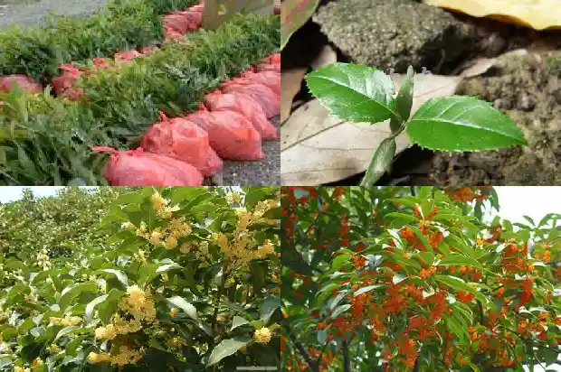 野生桂花树老桩盆景1682987987389