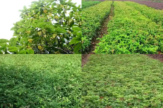 野生桂花树老桩盆景1682987987436