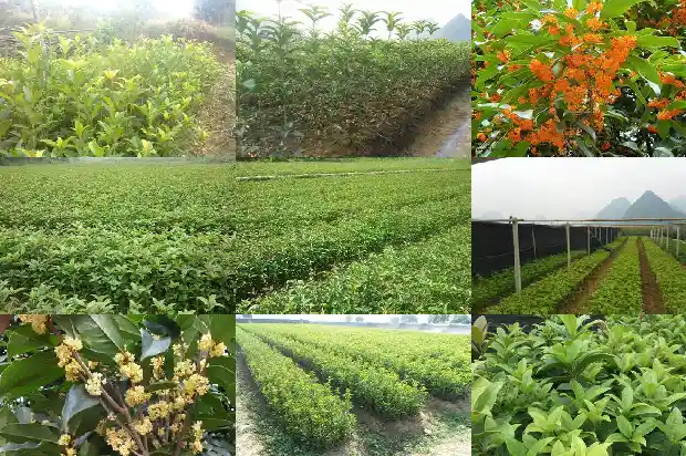 桂花树有蚂蚁怎样处理1682988028856