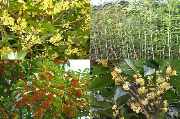 桂花树有蚂蚁怎样处理1682988028904
