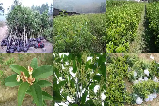 树桩桂花盆景造型1682988069552