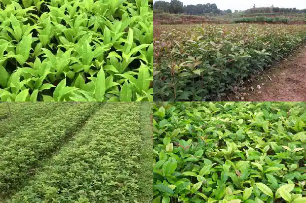 树桩桂花盆景造型1682988069600