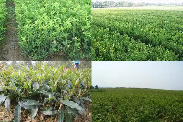 桂花玫瑰红枣枸杞茶功效1689121651504
