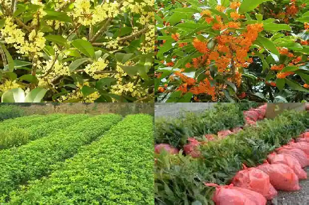 桂花树苗价格多少钱一棵呢1689838556661