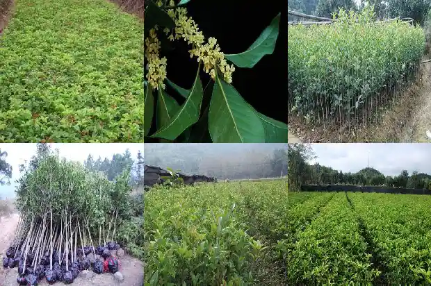 桂花树施肥什么时候最好1690677468993