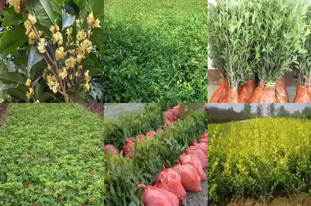 桂花树能不能嫁接1682988311339