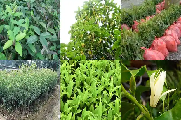 桂花树啥时候嫁接1682988351899