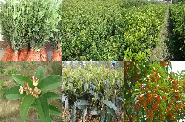 桂花泡茶对人体有什么好处1689576627951