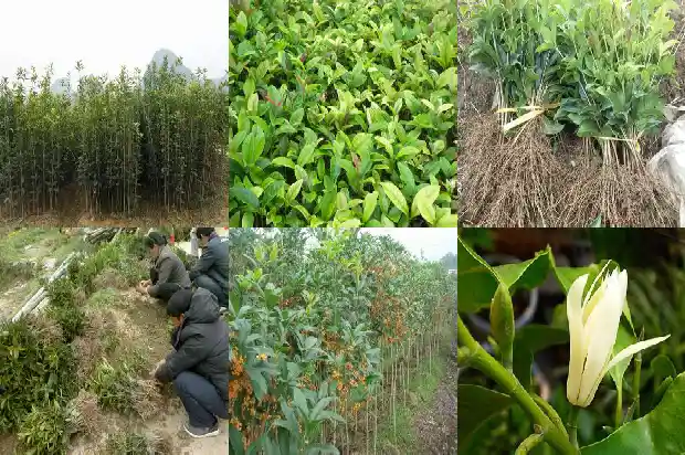 原生桂花树适合北方种植吗冬天1688792762725