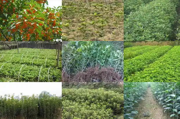 桂花树怎样嫁接成活率高一点1682988434177