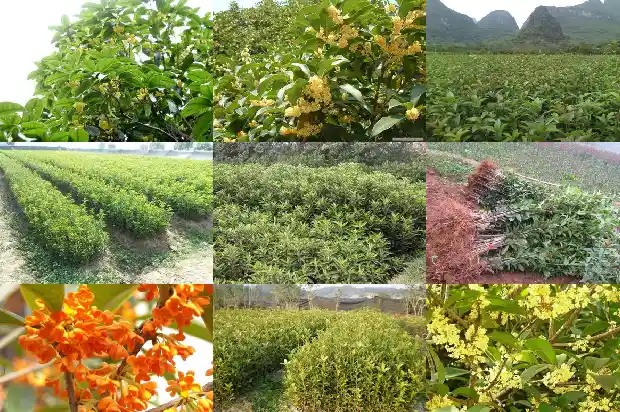 桂花盆栽嫁接1682988461230