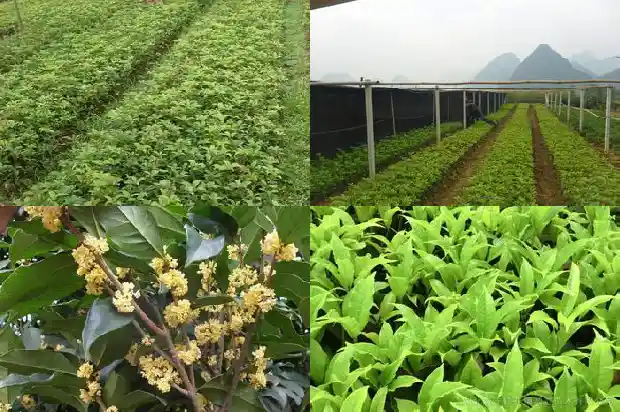 桂花盆栽嫁接1682988461278