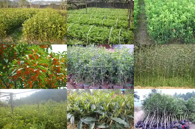 桂花树需不需要剪枝1682988489138