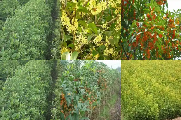 桂花树需不需要剪枝1682988489185